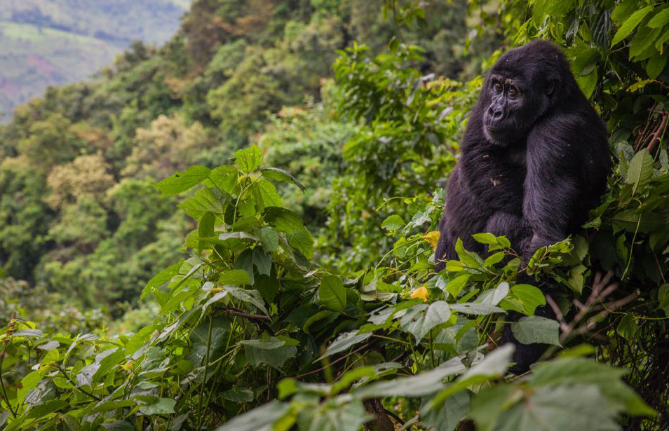 Uganda Gorilla & Wildlife Safari