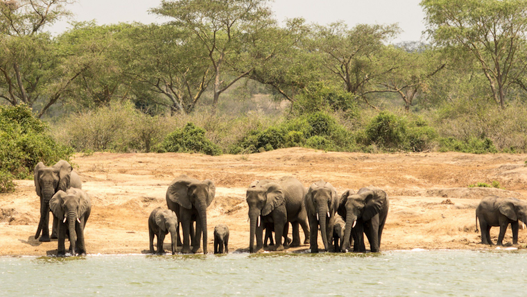 Uganda safaris tour holidays