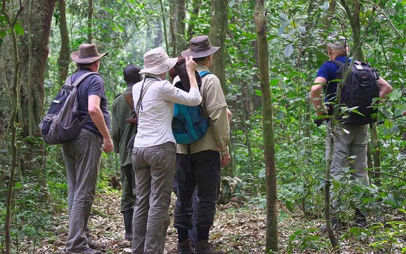 Guided Forest Walks in Kibale Forest