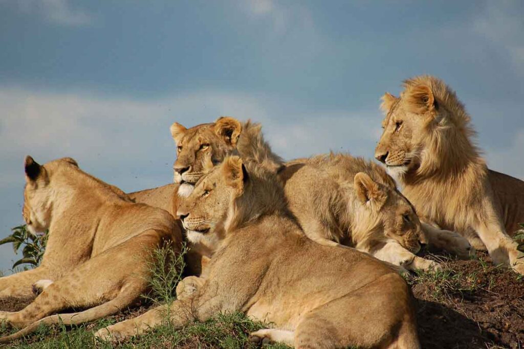 10 Day Bwindi and Masai Mara