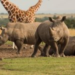 Wildlife Safari Tour