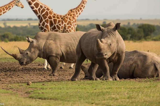 Wildlife Safari Tour