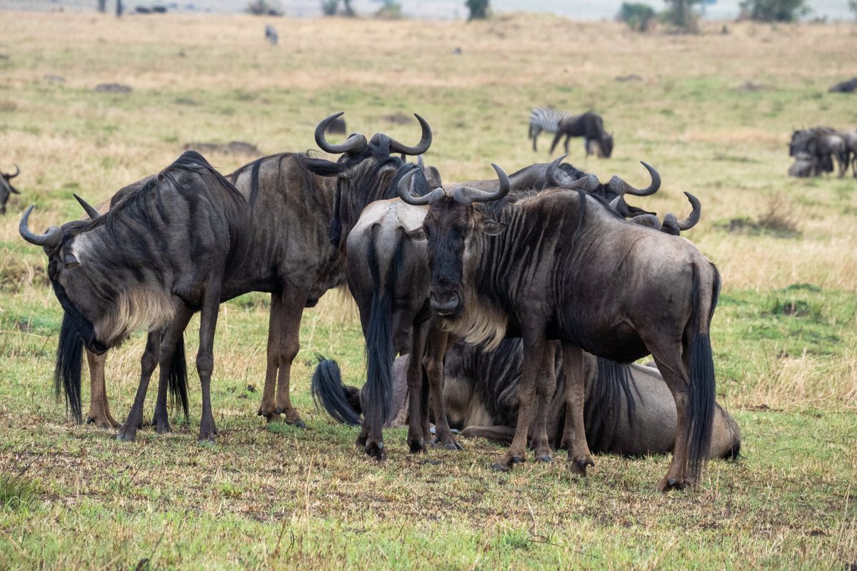 Uganda Gorilla & Wildlife Safari