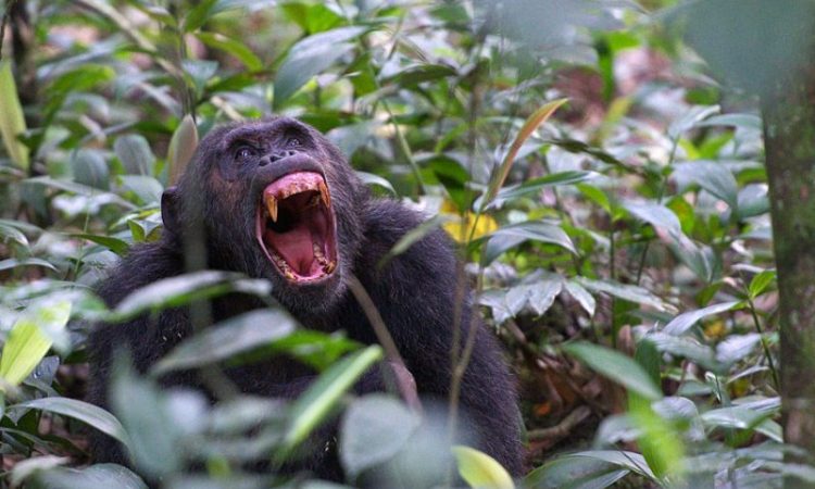 Uganda Gorilla & Wildlife Safari