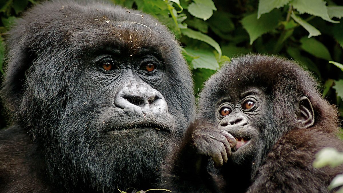 10 Days Kenya and Rwanda