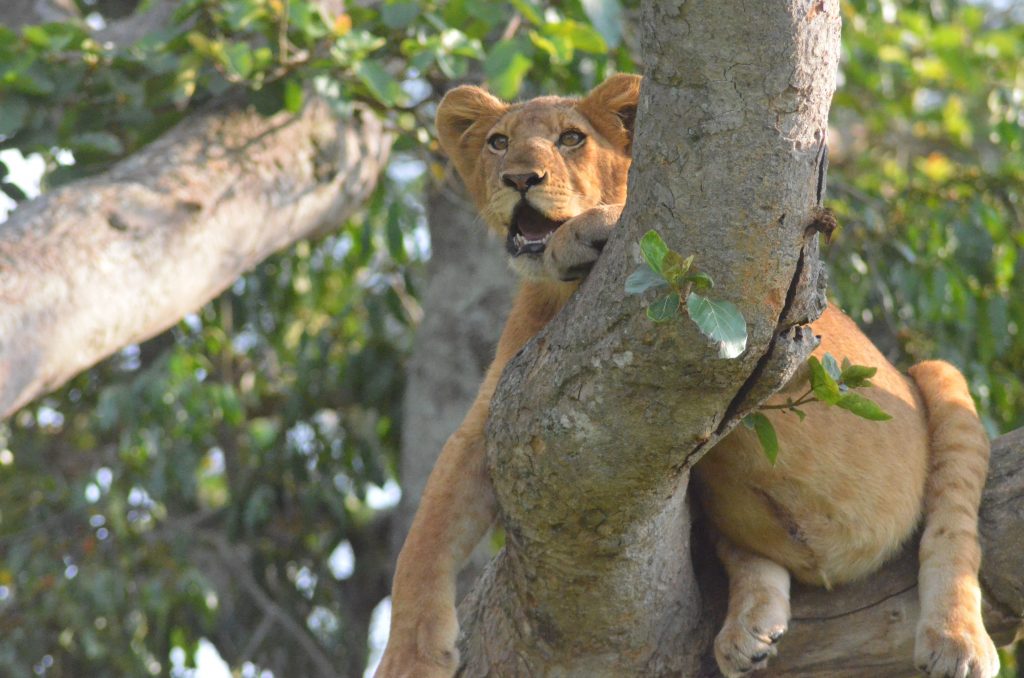 Uganda Gorilla & Wildlife Safari