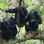 Chimpanzee Habituation Experience