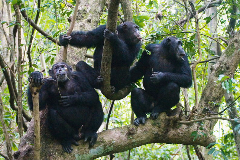 Chimpanzee Habituation Experience
