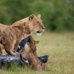 Best month to visit Masai Mara