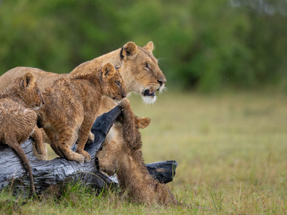 Best month to visit Masai Mara