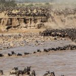 Wildebeest Migration