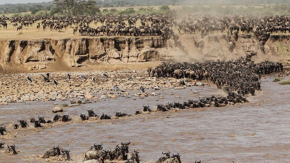 Wildebeest Migration