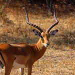 Lake Mburo National Park
