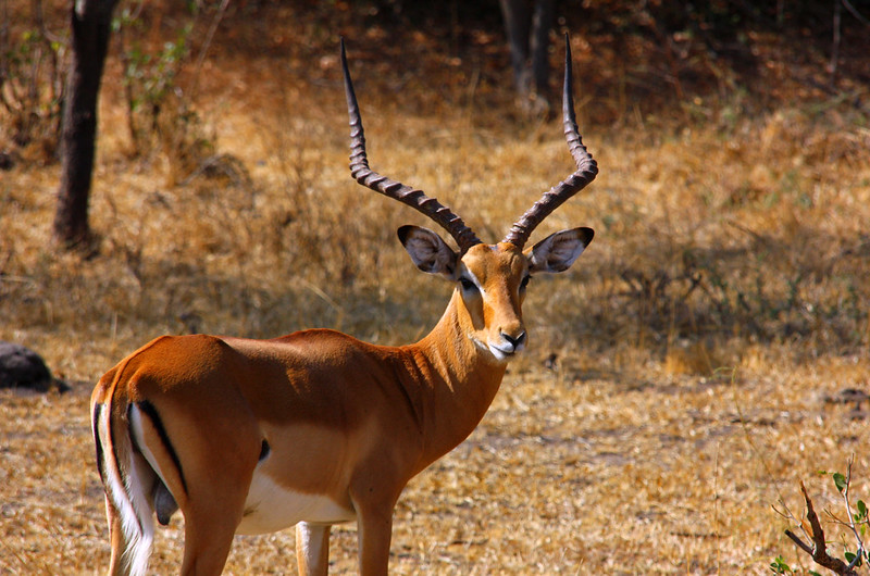 Lake Mburo National Park