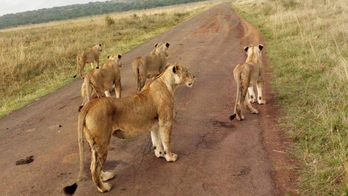 Kidepo Valley National Park