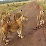 Kidepo Valley National Park