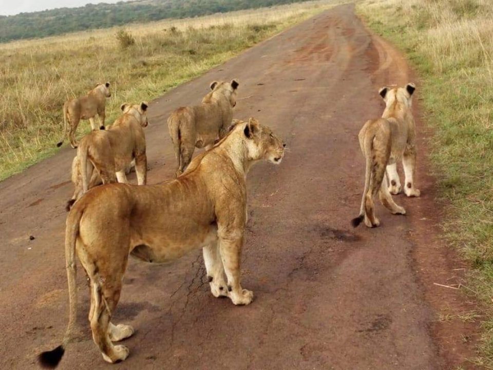Kidepo Valley National Park