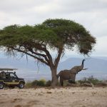 Guide for Kenya Safari Holidays