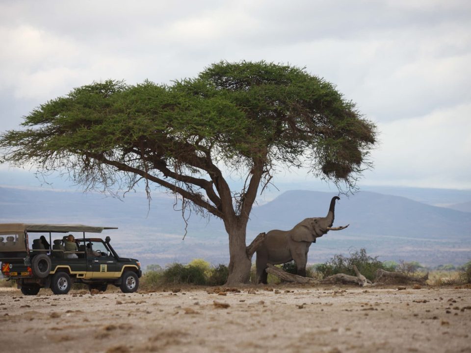 Guide for Kenya Safari Holidays
