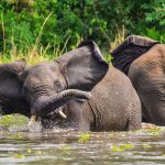 5 days murchison falls safari