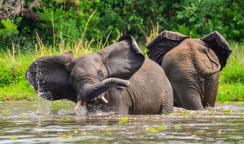5 days murchison falls safari