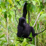 Budget gorilla trekking Bwindi