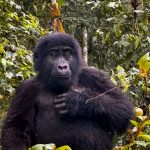 5 Days Uganda Classic Safaris
