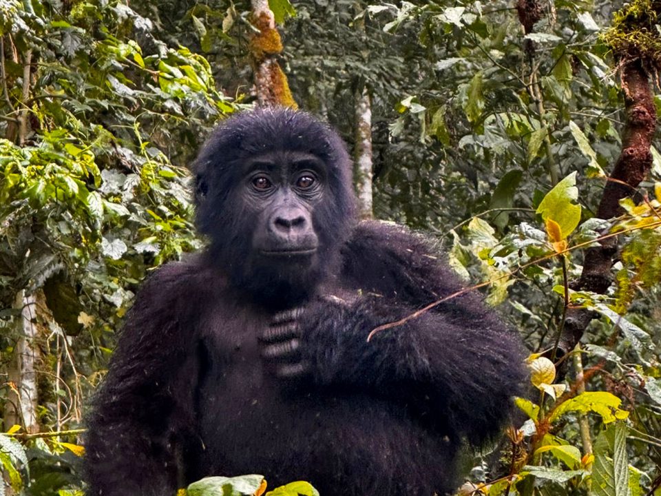 5 Days Uganda Classic Safaris