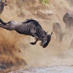 Great Migration Africa