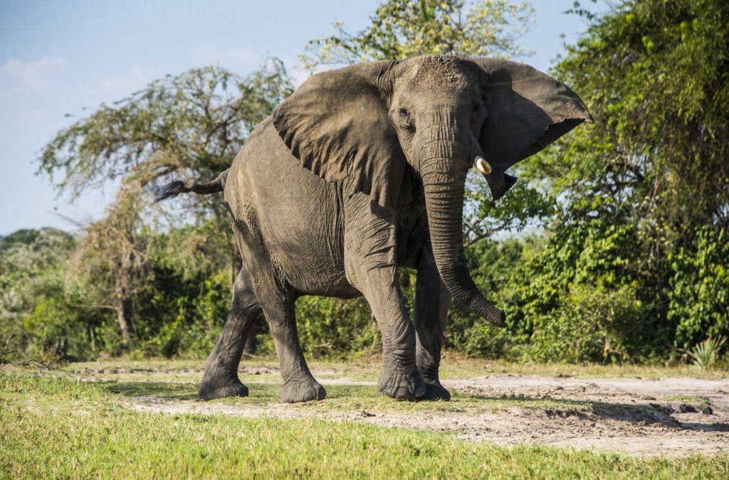 7 Days Uganda Big Five