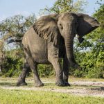 7 Days Uganda Big Five