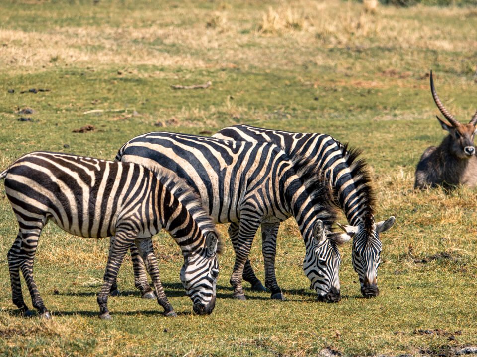 Ngorongoro Crater Safari