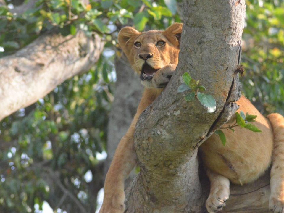 Uganda Wildlife Safari Experience