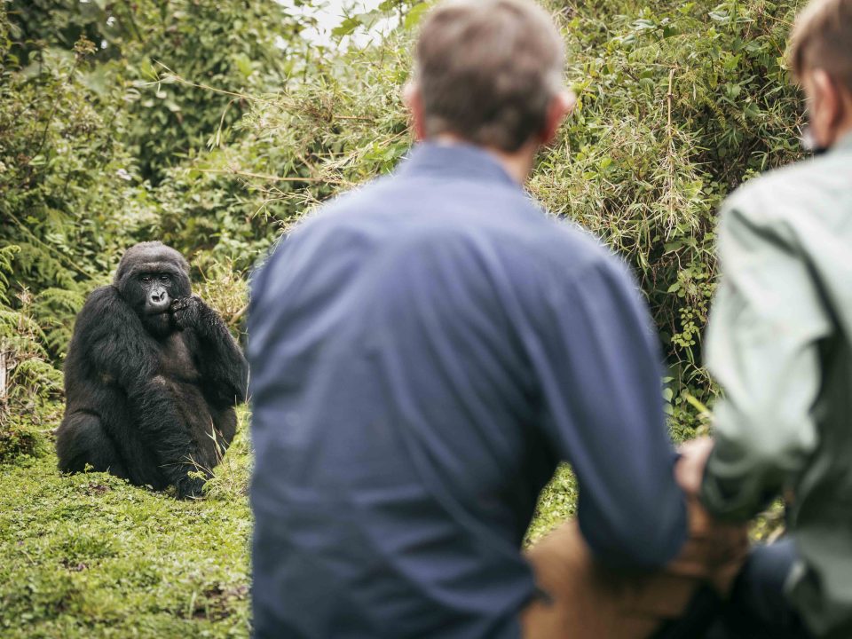 10 Days Uganda Safari Experience